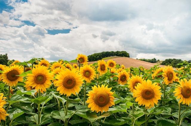 Acid Rain's Effect on Sunflower Growth
