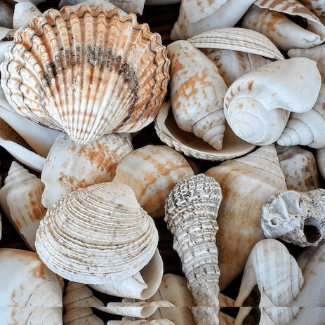Sea Shells with Vinegar