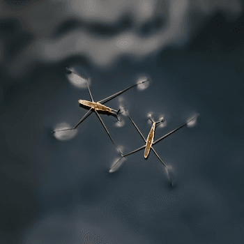 Water Strider Challenge: Make a Bug Walk on Water! | Science Fair Projects | STEM Projects