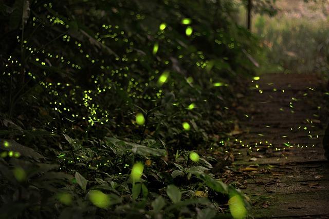 Fireflies: Bioluminescence
