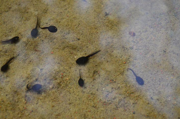 The Effects of pH on Tadpole Lifespan