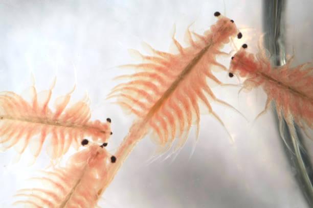 Science fair project - Shrimp Habitat Preferences