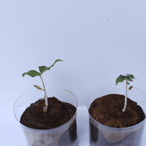Light and Dark on Seed Germination