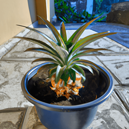 Science fair project - Growing Pineapples