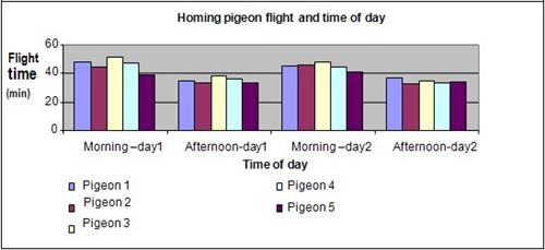 Homing pigeon science fair project