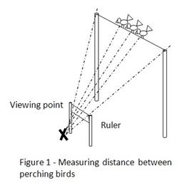 Bird science fair project