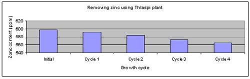 Thlaspi science fair project