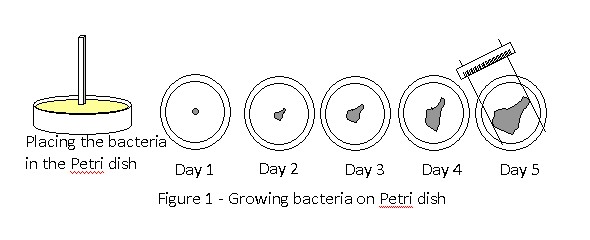 Bacteriology science fair project