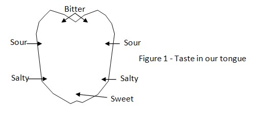 tongue taste zones science project