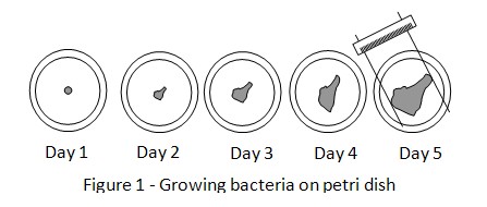 bacteria science fair project