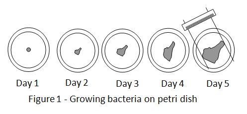 bacteria science project