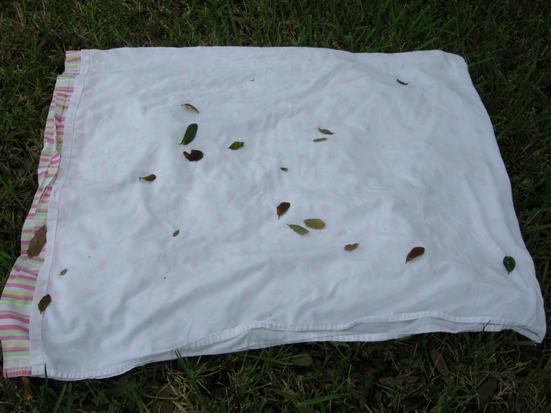insects collected on a ground sheet