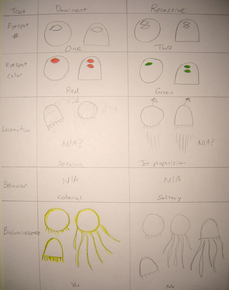 Heredity - Dominant and recessive traits