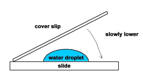 microscope slide with water droplet sample