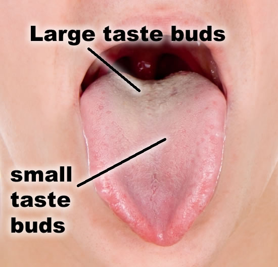 taste bud receptors