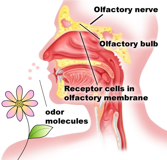 olfactory bud and nerve - our sense of smell