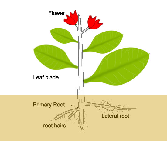 Flowering plant anatomy