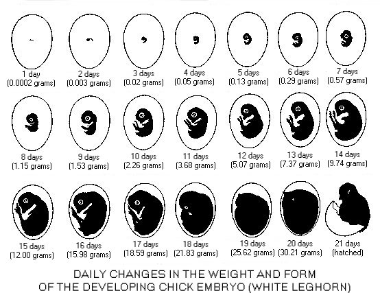 Daily Embryonic Changes